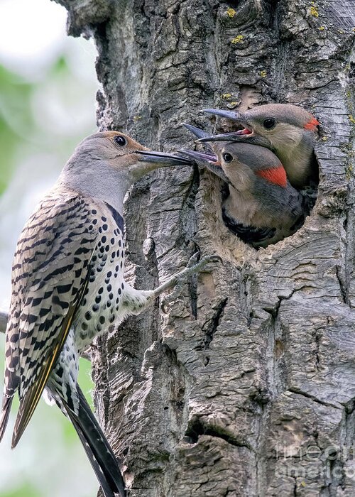 Northern Flicker Greeting Card featuring the photograph Northern Flicker with young by Shannon Carson