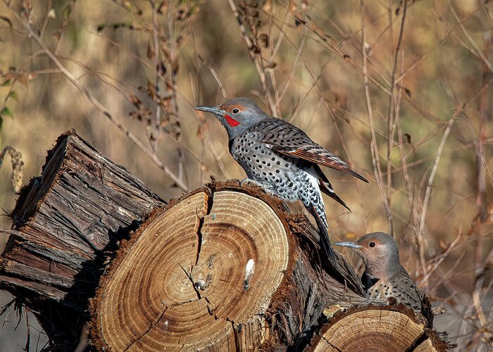 Northern Flicker Woodpecker Greeting Card featuring the photograph Northern Flickers by Rick Mosher