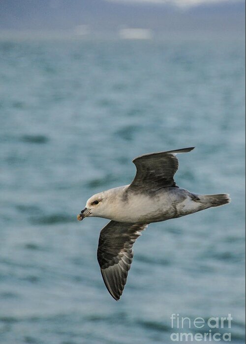 Northern Fulmar Greeting Card featuring the photograph Northern Fulmar in Flight in Svalbard #3 by Nancy Gleason