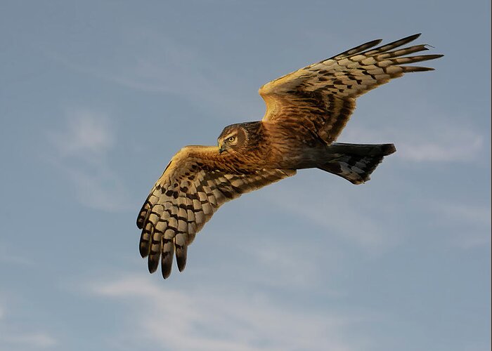 Harrier Greeting Card featuring the photograph Northern Harrier by Wade Aiken