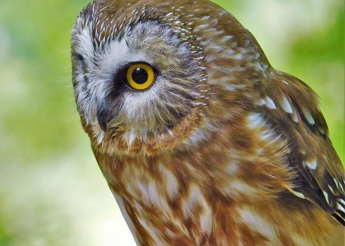 - Northern Saw-whet Owl Greeting Card featuring the photograph - Northern Saw-whet Owl by THERESA Nye