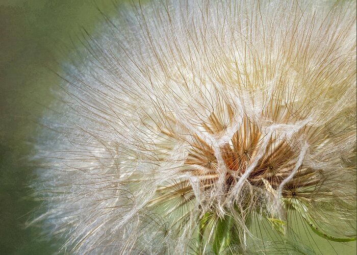 Western Salsify Greeting Card featuring the photograph Not A Dandelion by Joan Carroll