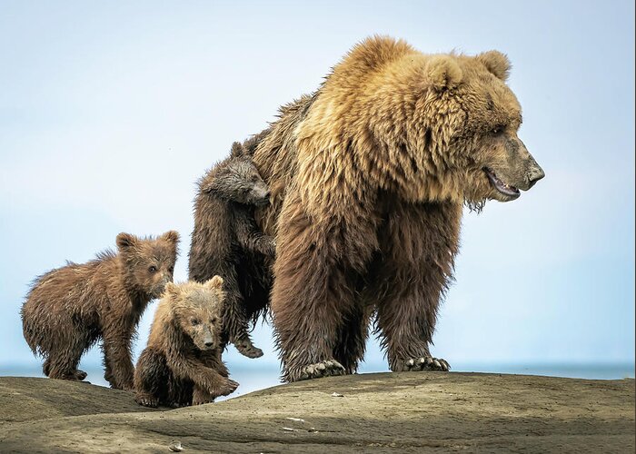 Grizzly Greeting Card featuring the photograph Not Ready to Get Up Mom by Laura Hedien