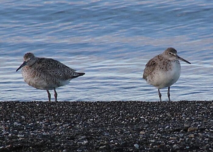 Long-billed Dowitcher Greeting Card featuring the photograph Not talking to you by Yvonne M Smith