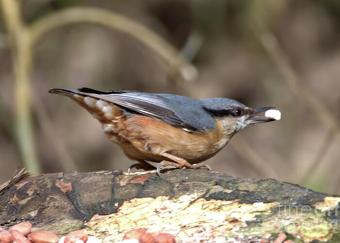 Birds Greeting Card featuring the photograph Nuthatch bandit by Stephen Melia