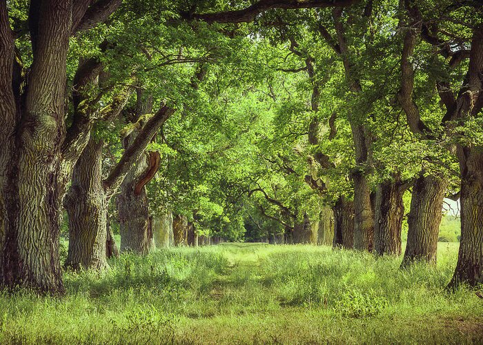Oak Greeting Card featuring the photograph Oak Tree Alley by Nicklas Gustafsson