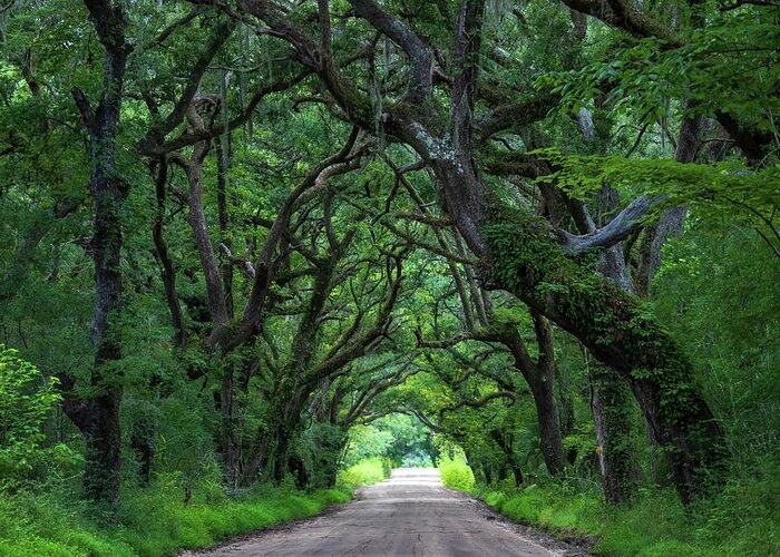 Landscape Greeting Card featuring the photograph Oak Tunnel by Chris Berrier
