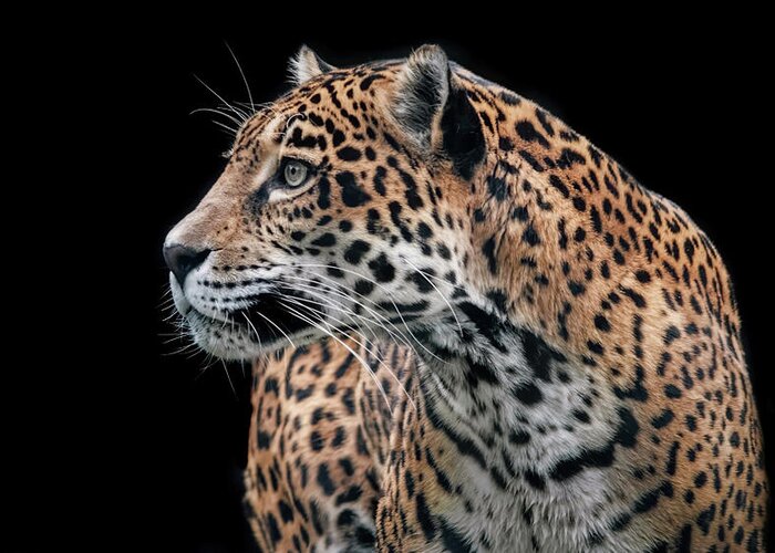 Cats Greeting Card featuring the photograph Observant Jaguar by Elaine Malott