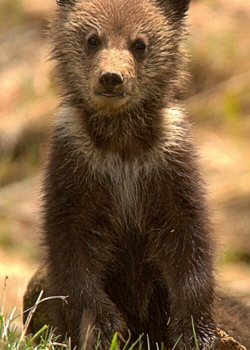 Yellowstone Greeting Card featuring the photograph Obsidian Grizzly Cub Portrait by Adam Jewell