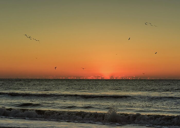 North Carolina Greeting Card featuring the photograph Ocean birds at Sunrise by Joni Eskridge