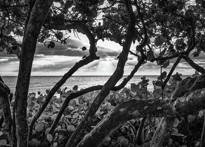Beach Greeting Card featuring the photograph Ocean View Through Seagrape Trees BW by Laura Fasulo