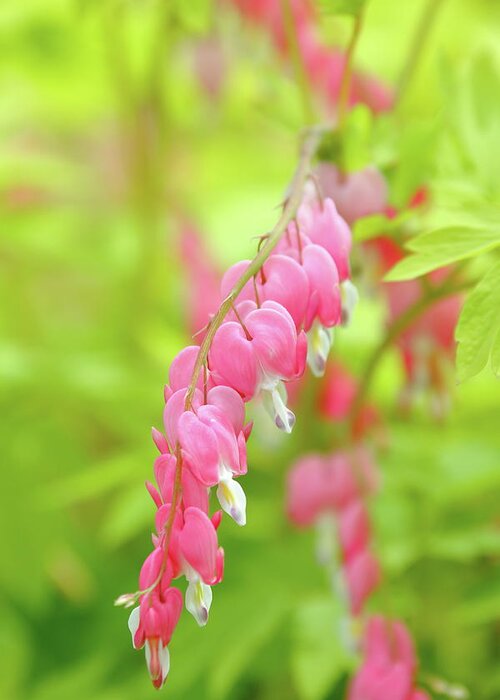 Plant Greeting Card featuring the photograph Oh My Bleeding Heart by Lens Art Photography By Larry Trager