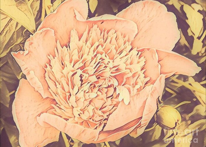 Peony Greeting Card featuring the painting Old Fashioned Peony by Marilyn Smith