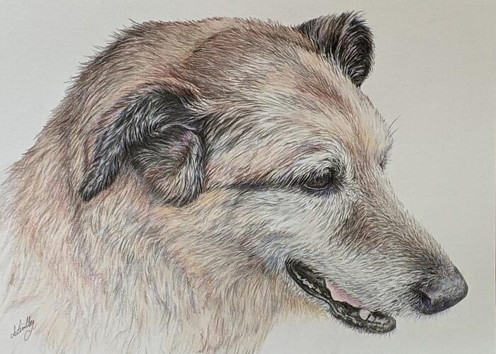 Old Dog Greeting Card featuring the drawing Old Friend by Ingrid Lindberg