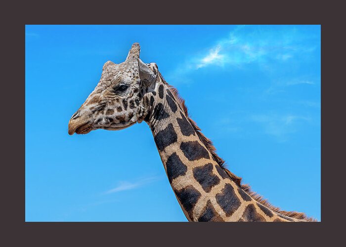  Greeting Card featuring the photograph Old Giraffe by Al Judge
