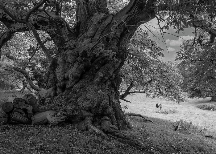 Trees. Old Trees Greeting Card featuring the photograph Old spanish chestnut tree 1 by Remigiusz MARCZAK