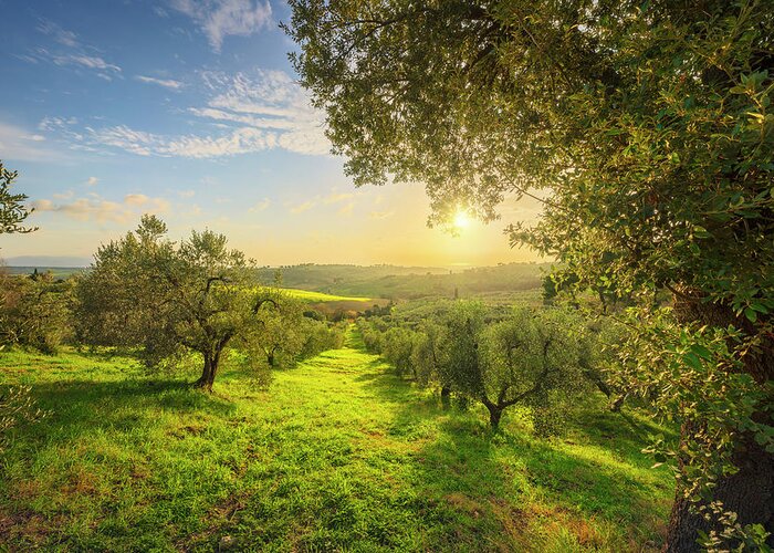 Olive Greeting Card featuring the photograph Olive grove at sunset. by Stefano Orazzini