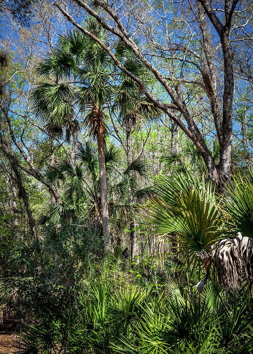 Florida Greeting Card featuring the photograph On a Florida Hike - 3 by W Chris Fooshee