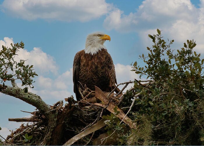 Eagle Greeting Card featuring the photograph On Guard by Les Greenwood