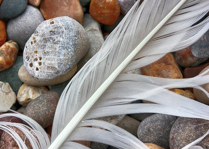 Feather Greeting Card featuring the photograph On the Beach 4 by Mary Bedy