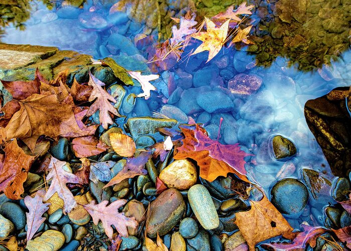Fall Greeting Card featuring the photograph On the Edge of the Stream by Debra and Dave Vanderlaan
