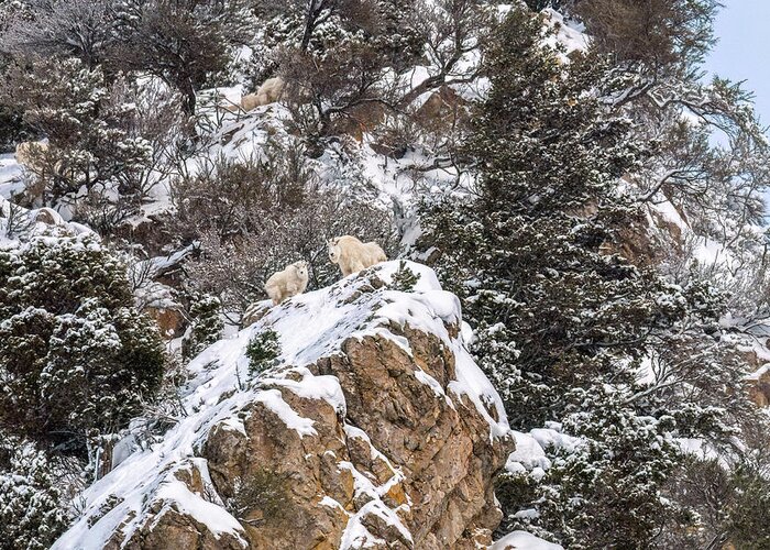 Mountain Goats Greeting Card featuring the photograph On The High Snowy Mountain by Yeates Photography