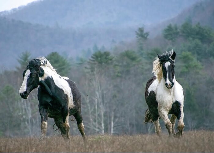 Tennessee Greeting Card featuring the photograph On the Run, Cades Cove Horse Series by Marcy Wielfaert