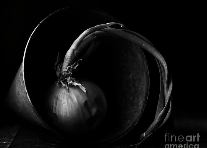 Onion Greeting Card featuring the photograph Onion a la Weston by Holly Ross