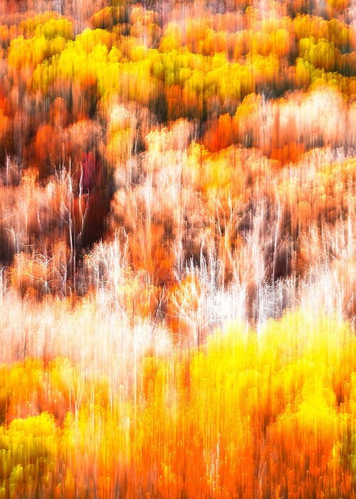 Tree Greeting Card featuring the photograph Optical Fiber Fall Foliage by Tom Gehrke