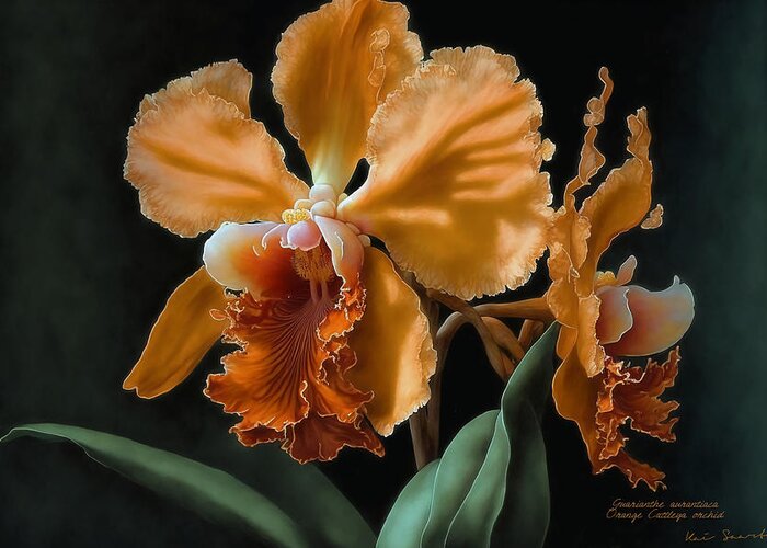 Watercolor Greeting Card featuring the painting Orange Cattleya Orchid by Kai Saarto