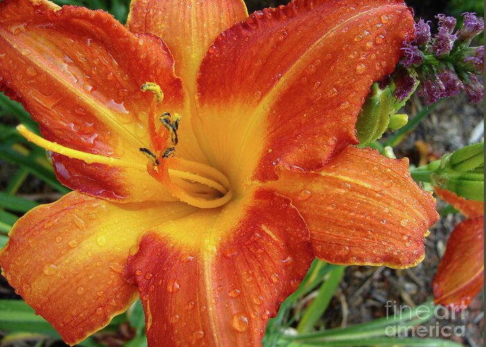 Lily Greeting Card featuring the photograph Orange Daylily with Dew by Amy Dundon