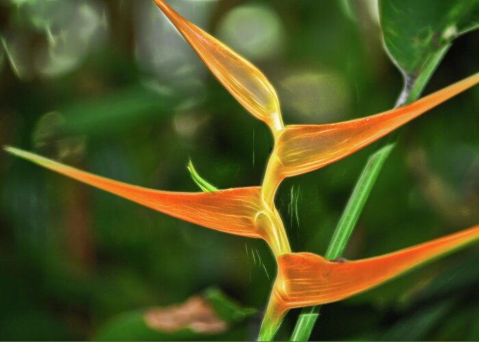 Orange Flower Greeting Card featuring the photograph Orange Flower at Botanical Gardens by Cordia Murphy
