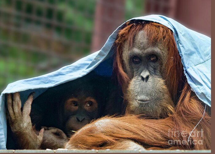 Orangutans Greeting Card featuring the photograph Orangutan Mom and Baby by Shirley Dutchkowski