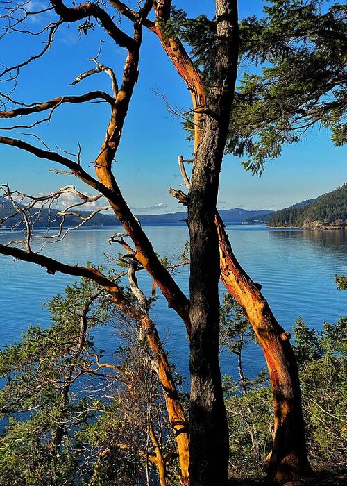 Madrone Tree Greeting Card featuring the photograph Orcas Island Madrone by Jerry Abbott