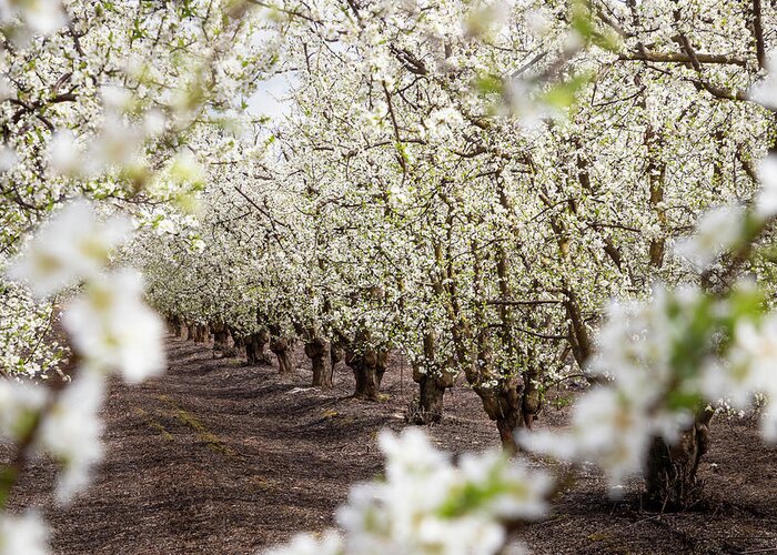 Blossom Trail Greeting Card featuring the photograph Orchard With White Blossoms by Elvira Peretsman