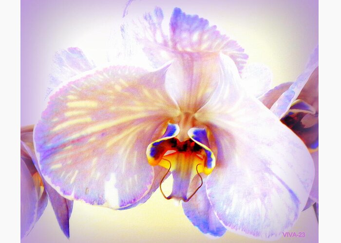 Purple Greeting Card featuring the photograph Orchid-beautiful 23 by VIVA Anderson