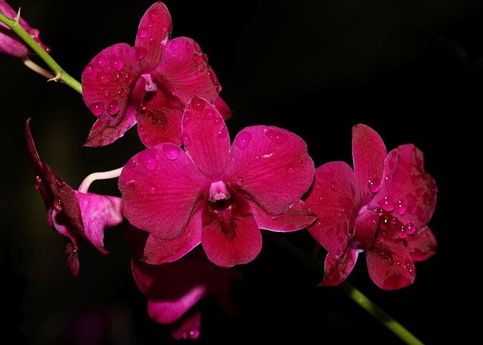 Orchid Greeting Card featuring the photograph Orchid and Morning Due by Mingming Jiang