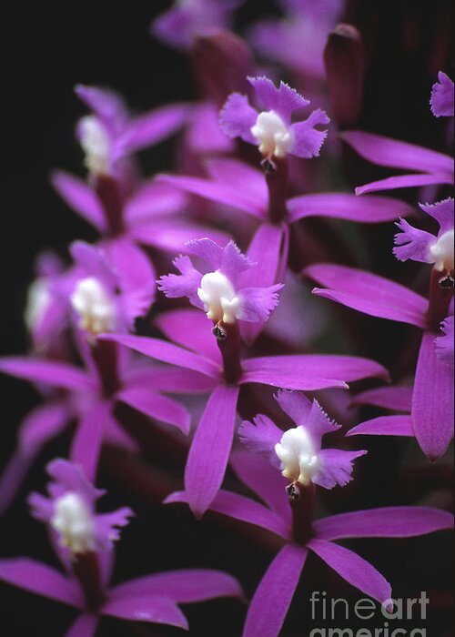 Orchids Greeting Card featuring the photograph Epidendrum secundum Orchid Peru by James Brunker