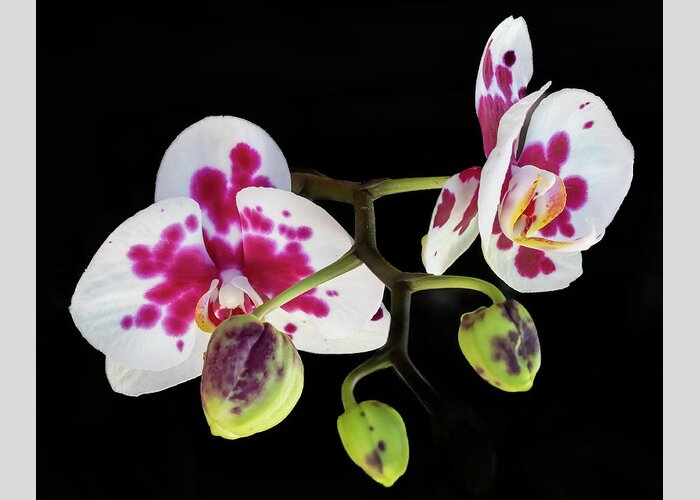 Orchid Greeting Card featuring the photograph Orchid Promise by Richard Goldman