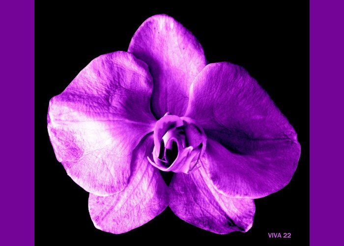 Orchid Greeting Card featuring the photograph Orchid - The Queen-Purple by VIVA Anderson