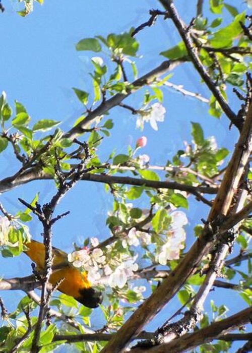 Oriole And Apple Blossoms-wide Format Greeting Card featuring the photograph Oriole and Apple Blossoms-wide format, by Mike Breau