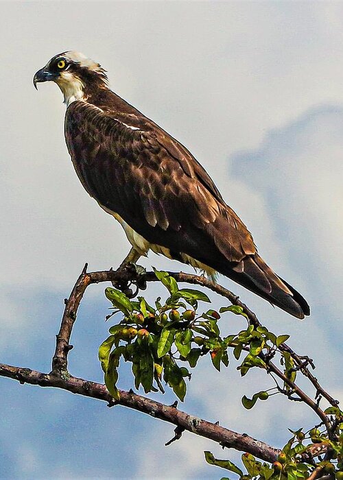 Ospray Bird Feathers Branch Leaves Greeting Card featuring the photograph Osprey8 by John Linnemeyer
