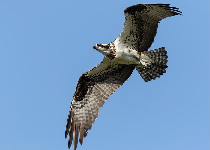 Osprey Greeting Card featuring the photograph Osprey 2021-1 by Thomas Young