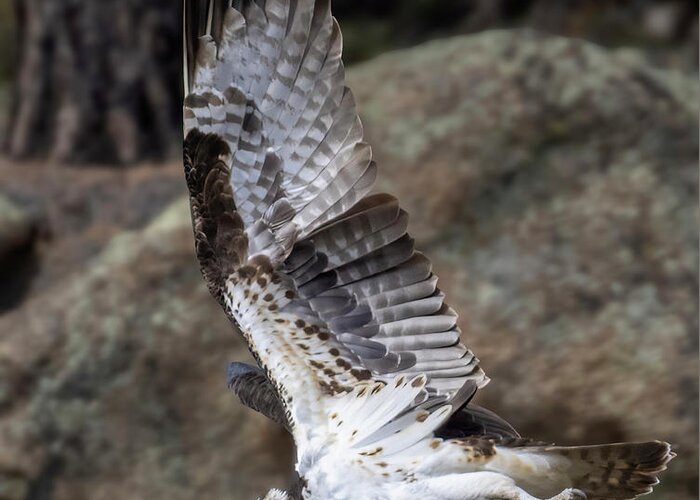 Bird Species Greeting Card featuring the photograph Osprey Attack in Eleven Mile Canyon by Steven Krull