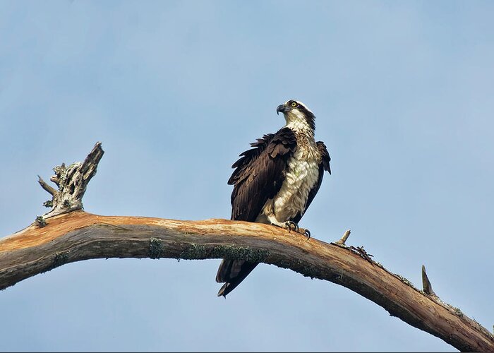 Osprey Greeting Card featuring the photograph Osprey Perched Above White Oak River in the Croatan by Bob Decker