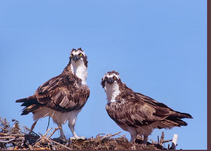 Tim Fitzharris Greeting Card featuring the photograph Ospreys on Nest by Tim Fitzharris