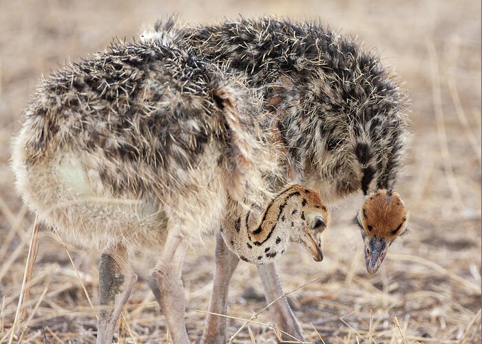 Masai Ostrich Greeting Card featuring the photograph Ostrich Chicks by Max Waugh