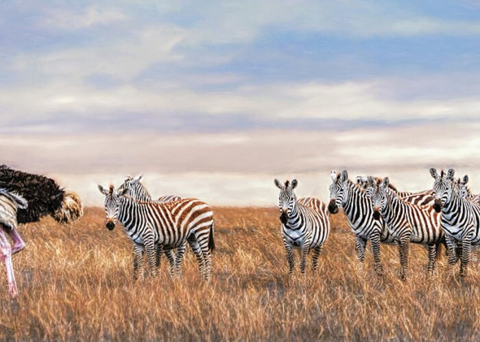 Africa Greeting Card featuring the photograph Ostrich Leading the Zebras in Tanzania by Betty Eich