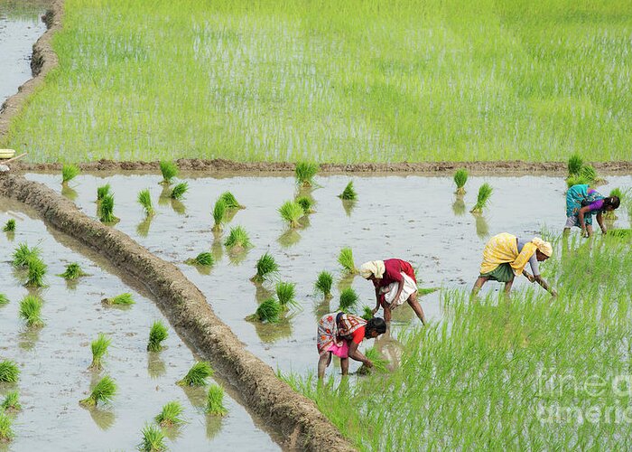 Indian Women Greeting Card featuring the photograph Out in the Fields Planting Rice by Tim Gainey