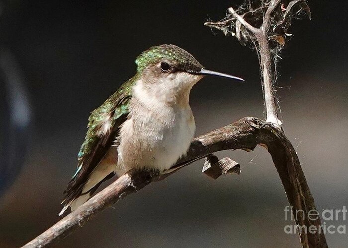 Hummingbird Greeting Card featuring the photograph Out on a Limb by Alice Mainville